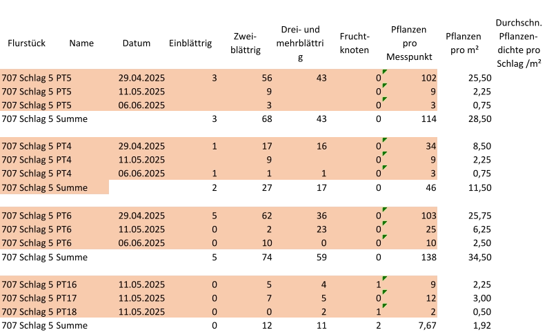 Flurstück Name Datum Einblättrig Zwei-  blättrig Drei- und  mehrblättri g Frucht- knoten Pflanzen  pro  Messpunkt Pflanzen  pro m² Durchschn.  Pflanzen- dichte pro  Schlag /m² 707 Schlag 5 PT5 29.04.2025 3 56 43 0 102 25,50 707 Schlag 5 PT5 11.05.2025 9 0 9 2,25 707 Schlag 5 PT5 06.06.2025 3 0 3 0,75 707 Schlag 5 Summe 3 68 43 0 114 28,50 707 Schlag 5 PT4 29.04.2025 1 17 16 0 34 8,50 707 Schlag 5 PT4 11.05.2025 9 0 9 2,25 707 Schlag 5 PT4 06.06.2025 1 1 1 0 3 0,75 707 Schlag 5 Summe 2 27 17 0 46 11,50 707 Schlag 5 PT6 29.04.2025 5 62 36 0 103 25,75 707 Schlag 5 PT6 11.05.2025 0 2 23 0 25 6,25 707 Schlag 5 PT6 06.06.2025 0 10 0 0 10 2,50 707 Schlag 5 Summe 5 74 59 0 138 34,50 707 Schlag 5 PT16 11.05.2025 0 5 4 1 9 2,25 707 Schlag 5 PT17 11.05.2025 0 7 5 0 12 3,00 707 Schlag 5 PT18 11.05.2025 0 0 2 1 2 0,50 707 Schlag 5 Summe 0 12 11 2 7,67 1,92