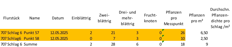Flurstück Name Datum Einblättrig Zwei-  blättrig Drei- und  mehr- blättrig Frucht- knoten Pflanzen  pro  Messpunkt Pflanzen  pro m² Durchschn.  Pflanzen- dichte pro  Schlag /m² 707 Schlag 6 Punkt 57 12.05.2025 2 21 3 0 26 6,50 707 Schlag6 Punkt 58 12.05.2025 0 7 3 0 10 2,50 707 Schlag 6 Summe 2 28 6 0 18 9