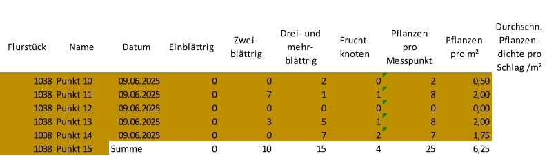 Flurstück Name Datum Einblättrig Zwei-  blättrig Drei- und  mehr- blättrig Frucht- knoten Pflanzen  pro  Messpunkt Pflanzen  pro m² Durchschn.  Pflanzen- dichte pro  Schlag /m² 1038 Punkt 10 09.06.2025 0 0 2 0 2 0,50 1038 Punkt 11 09.06.2025 0 7 1 1 8 2,00 1038 Punkt 12 09.06.2025 0 0 0 0 0 0,00 1038 Punkt 13 09.06.2025 0 3 5 1 8 2,00 1038 Punkt 14 09.06.2025 0 0 7 2 7 1,75 1038 Punkt 15 Summe 0 10 15 4 25 6,25