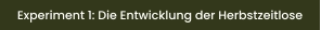 Experiment 1: Die Entwicklung der Herbstzeitlose