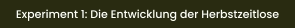 Experiment 1: Die Entwicklung der Herbstzeitlose